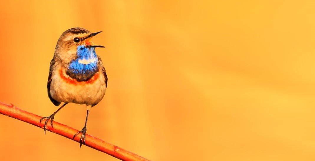 Bird Singing