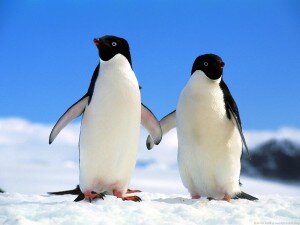 companions_adelie_penguins-300x225.jpg